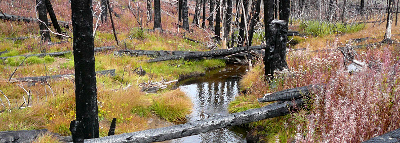 Fall colors displayed in the Loomis Natural Resources Conservation Area.