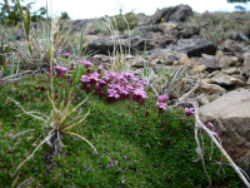 Subalpine forest and shrub-steppe abloom with spring color.