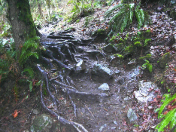 bare tree roots  growing over trail