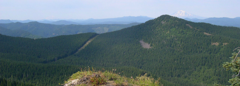 Rolling hills of thick hills of forest.