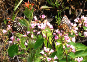 Spring blooms add color to the forest floor.