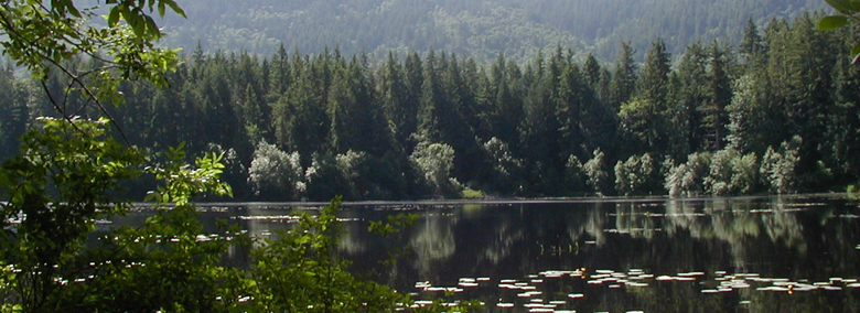 lake  in the middle of a lush forest