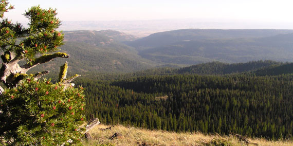 Image of the The 71,500 acre Naneum Ridge State Forest, located south of Wenatchee.