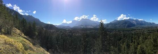 forest with mountain in background