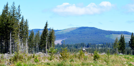 field with mountain in background