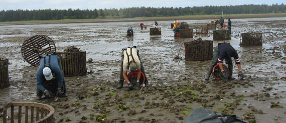 Shellfish harvesters reap oysters from an aquaculture site.