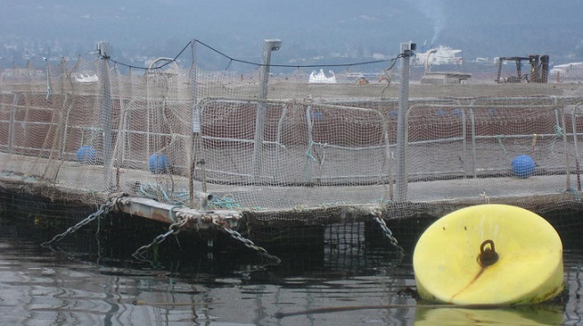 Net pen aquaculture outside Port Angeles