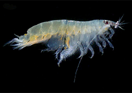 Amphipod