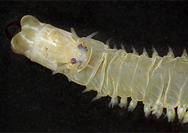 Polychaete worm