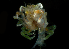 Kelp crab