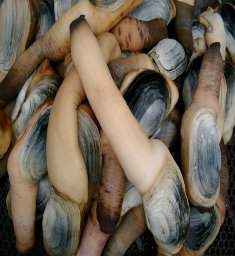 Harvested geoducks