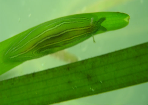 Eelgrass