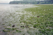 nearshore habitat