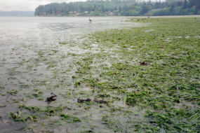 Eelgrass