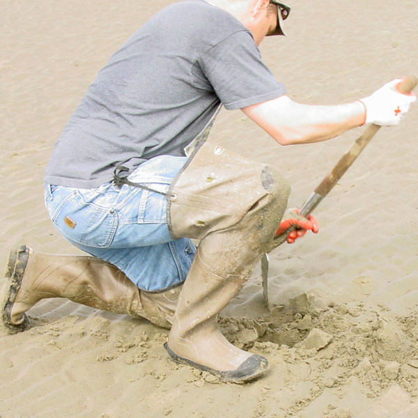 Commercial razor clam harvesters are required to obtain right-of-entry authorizations before harvesting. 