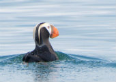 Tufted puffin