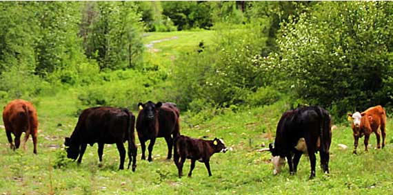 Cattle grazing in a field