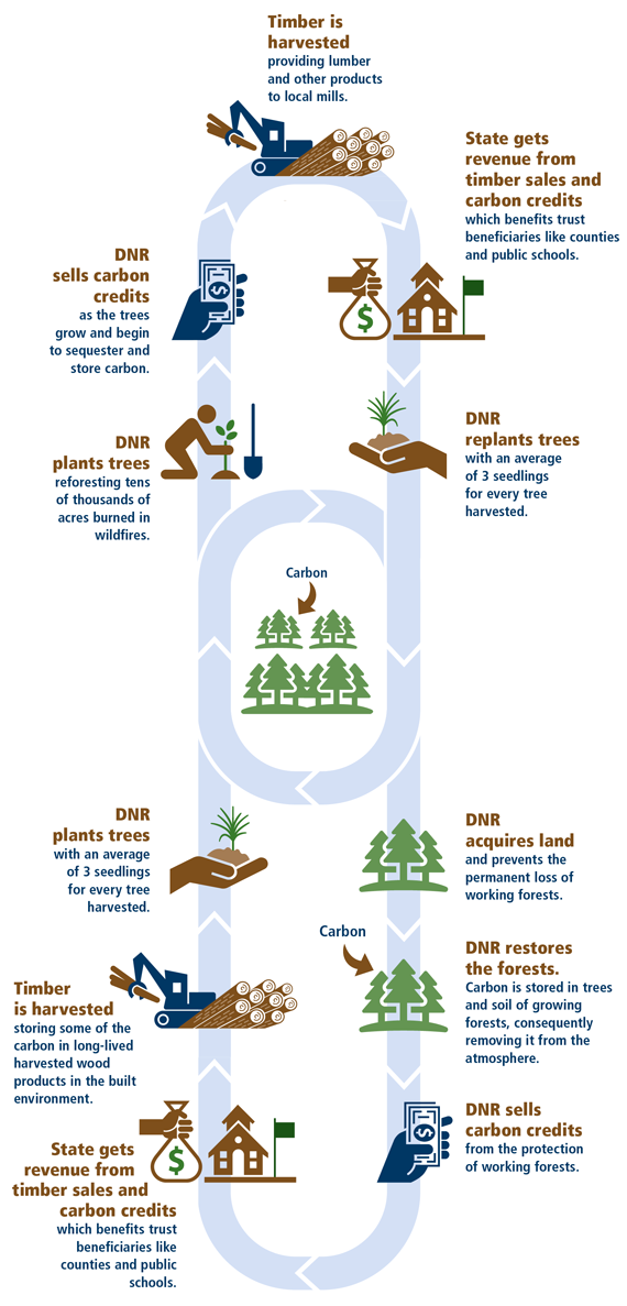 Carbon Bill info graphic