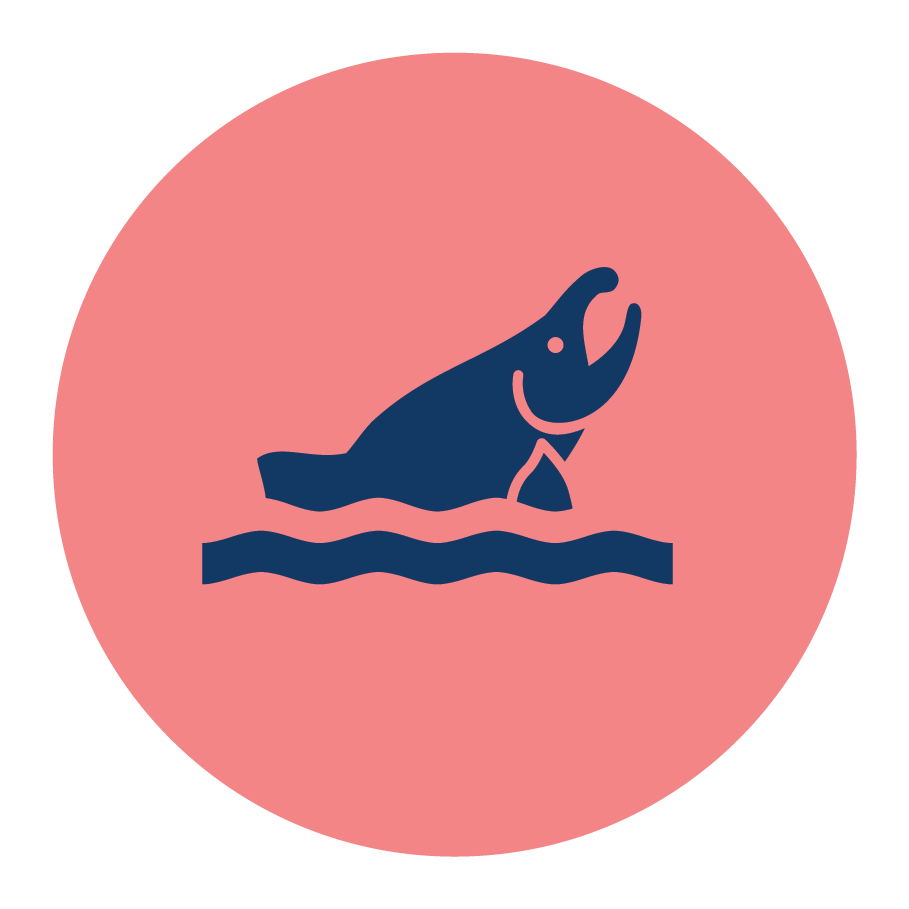 salmon jumping out of the water graphic