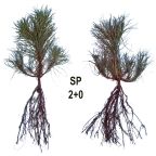 Lodgepole pine 2+0 seedling