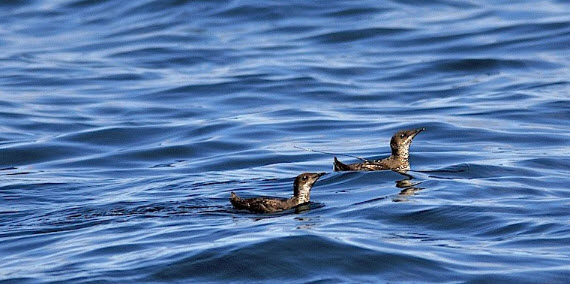 What is the future of Washington state's forests? Endangered marbled murrelet seabird caught in fight