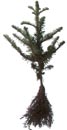 Noble Fir Seedling