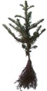 Noble Fir