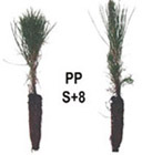 Ponderosa pine plug seedlings