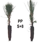 Ponderosa pine Seedling