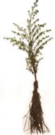Western Hemlock Seedling