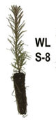 Western Larch Seedling