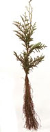 Western Redcedar Seedling