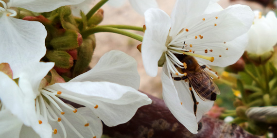 Bee visits cherry tree blossoms in cherry orchard.