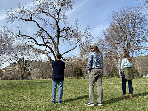three people look at a tree 