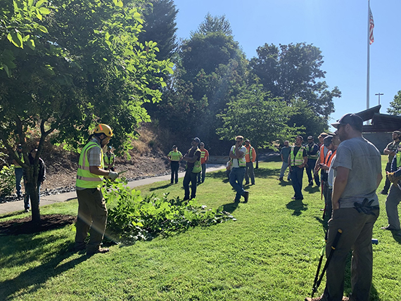 A technician in a vest and helmet pruning a tree while people watch