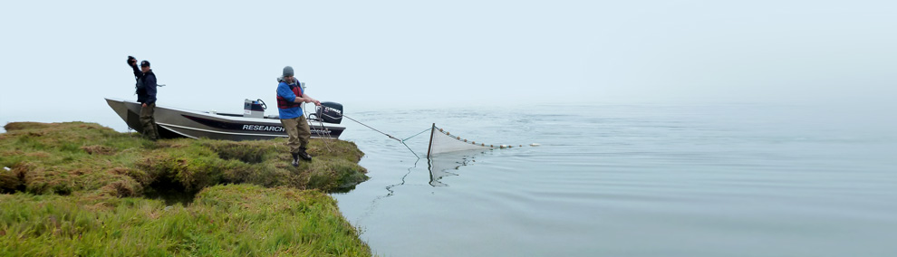 Washington's aquatic lands make up a complex and interdependent ecosystem. 