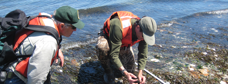 Eelgrass research photo