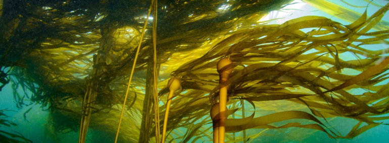 Kelp in water