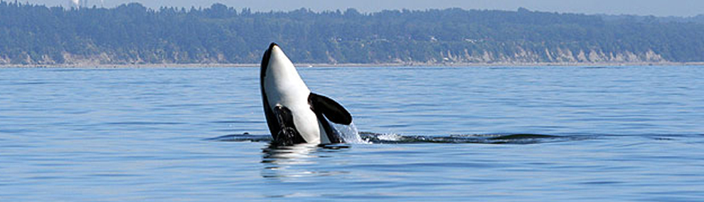 Orca spyhops out of water near Cherry Pt Reserve