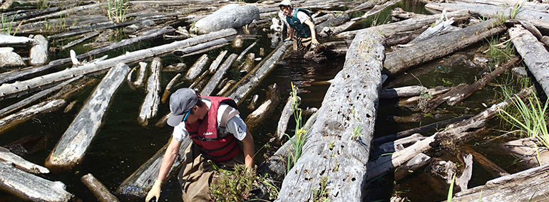 DNR crews remove woody debris