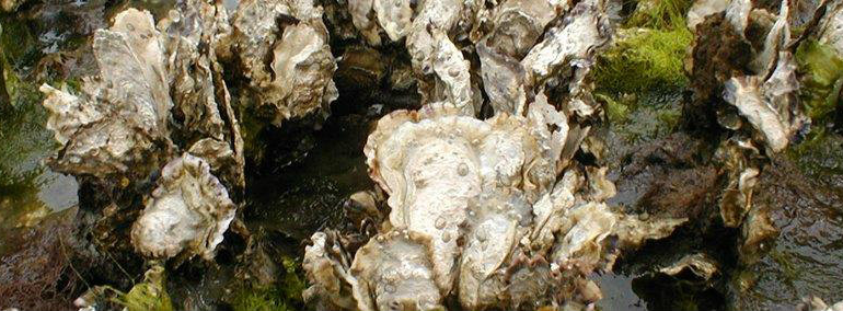 DNR leases the rights for private companies to grow and harvest many types of shellfish, like Olympia oysters —DNR photo. 