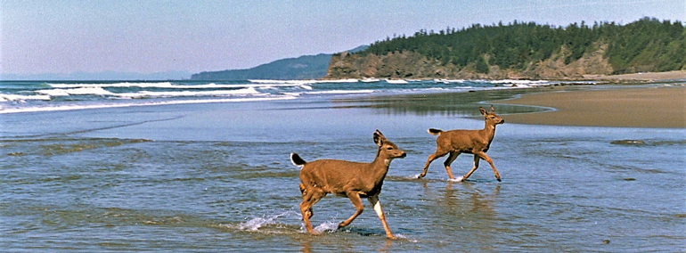 Shi Shi Beach, Olympic National Park, Washington state. Image by Ron Clausen