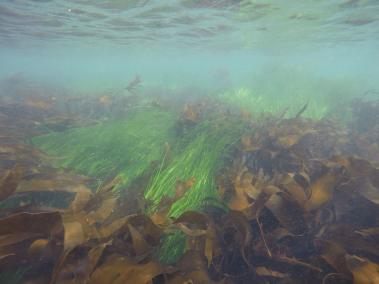 Understory kelp and eelgrass