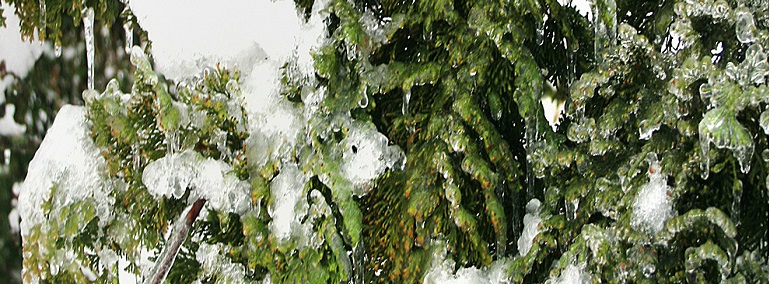 boughs encased in ice