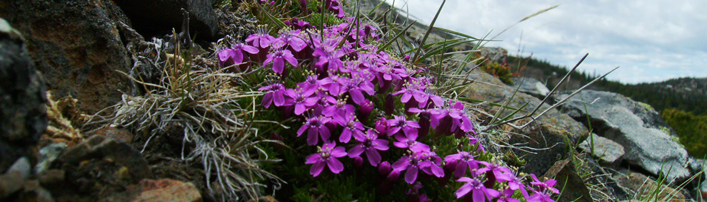 Color photo of purple Moss Campion at rocky outcrop in Chopaka Natural Area Preserve