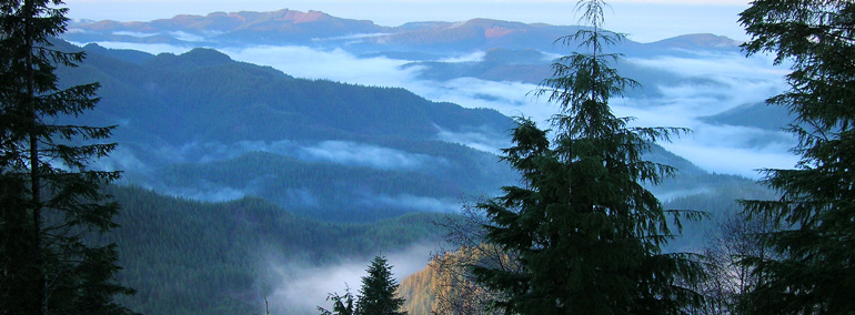 Photo of Olympic Experimental State Forest near Ozette, Washington