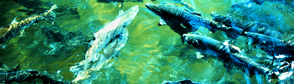 Color photo of salmon school