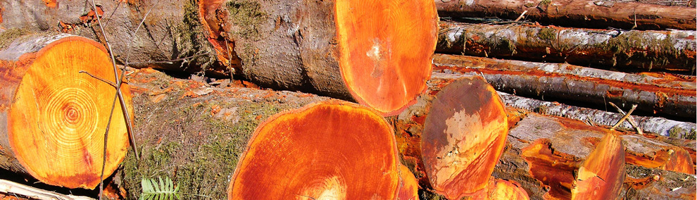 Color photo of freshly cut logs