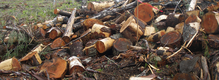 Color photo of firewood