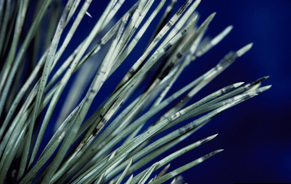 Up close of Dothistroma Needle Blight